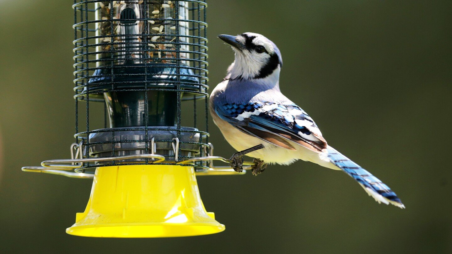 as-the-garden-winds-down,-it’s-time-to-care-for-winter-prepping-birds