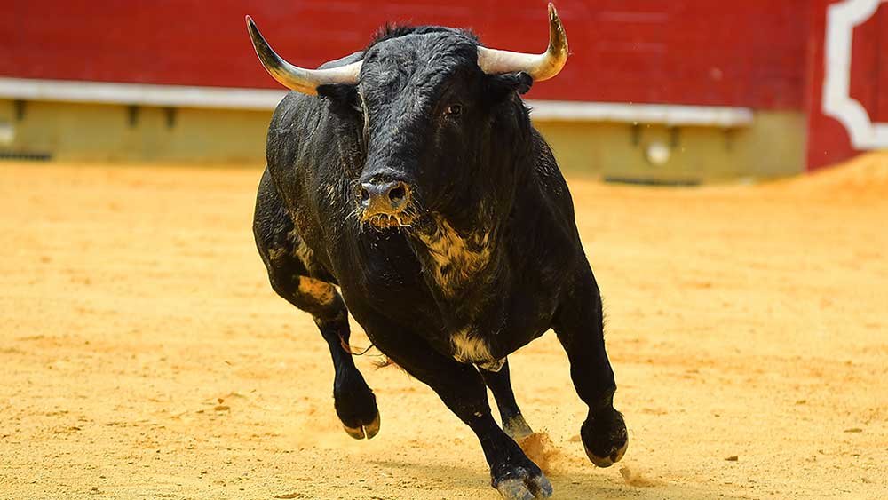 stock-market-shows-multifaceted-strength,-new-highs;-can-any-sector-beat-this-industry-leader?