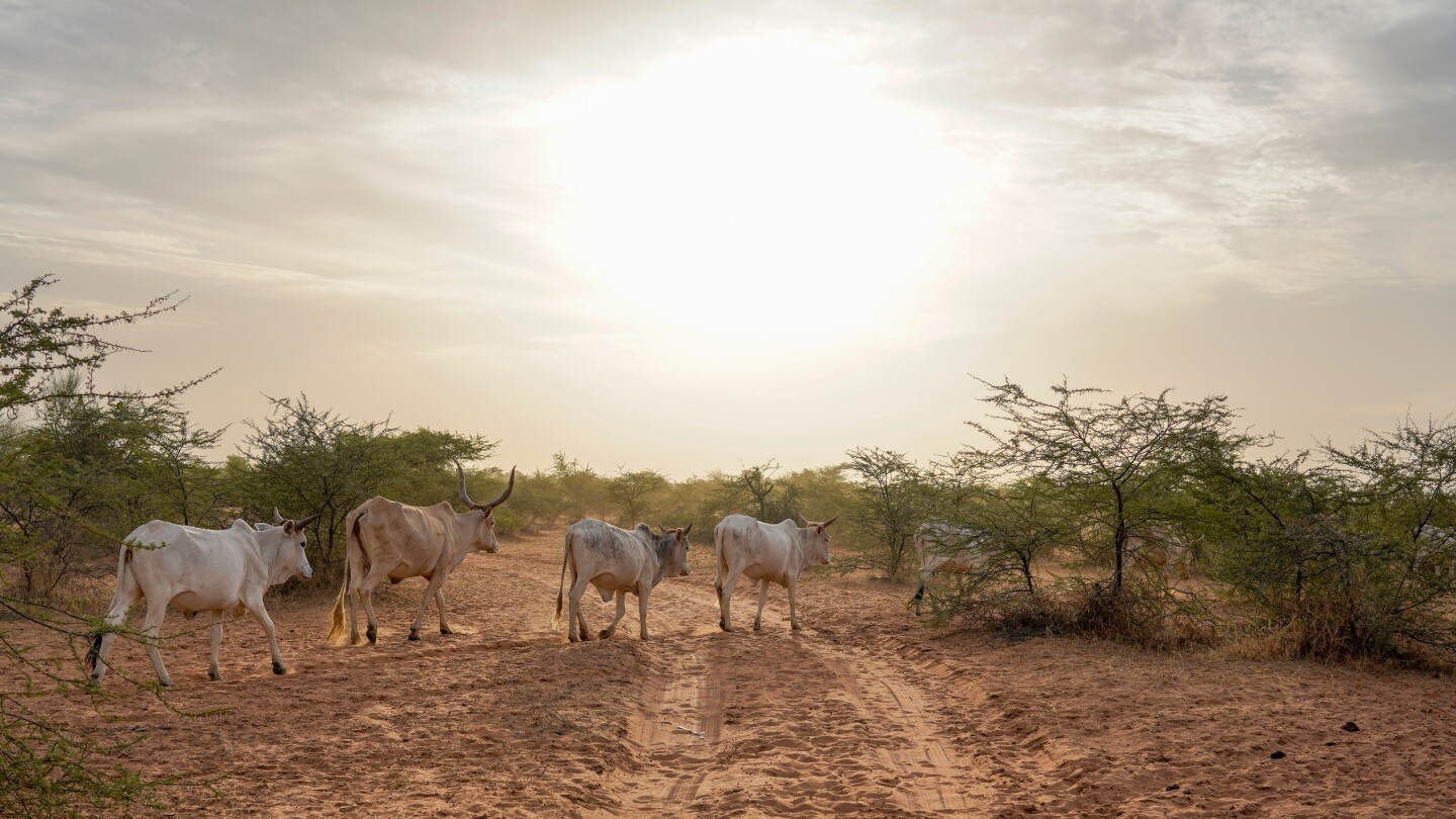 senegal-records-17-deaths-in-rare-major-outbreak-of-rift-valley-fever
