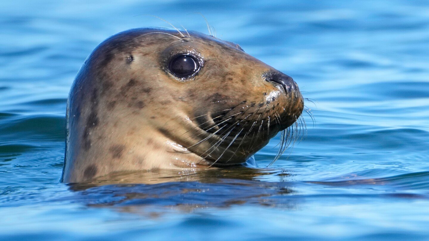 republicans-try-to-weaken-50-year-old-law-protecting-whales,-seals-and-polar-bears