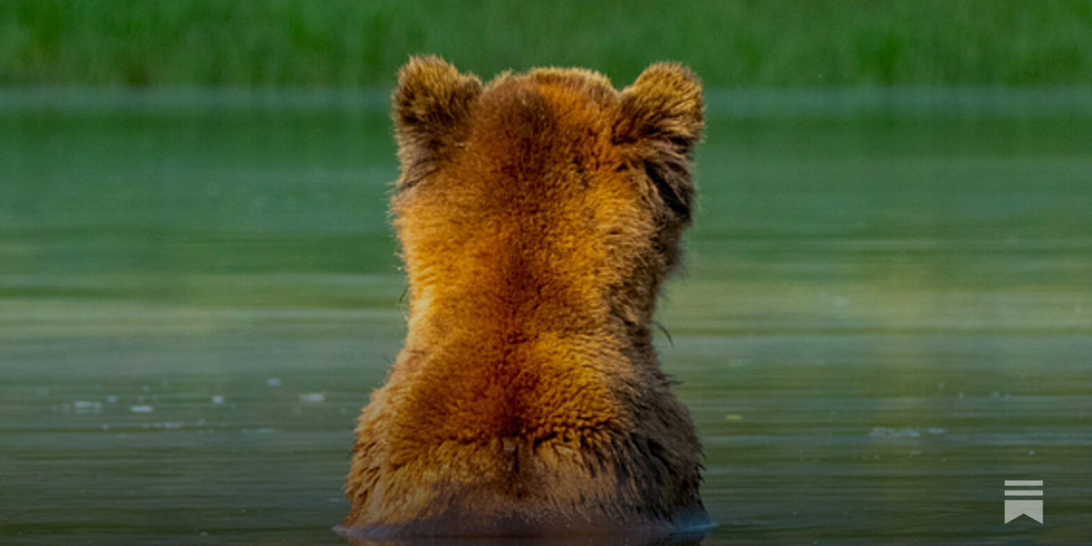 my-definition-of-‘bearish’-is-different-from-yours-