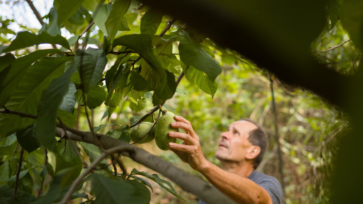 pittsburghers-preserving-pawpaw-trees,-some-hope-it-will-lead-to-more-zebra-swallowtail-butterflies
