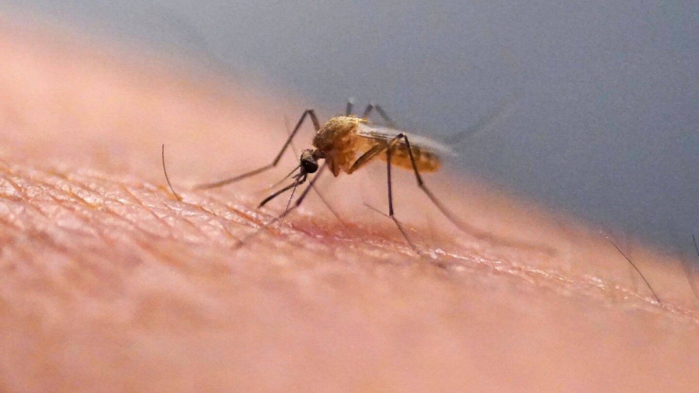 what-is-the-chikungunya-virus-now-transmitted-in-the-us-for-the-first-time-in-years?