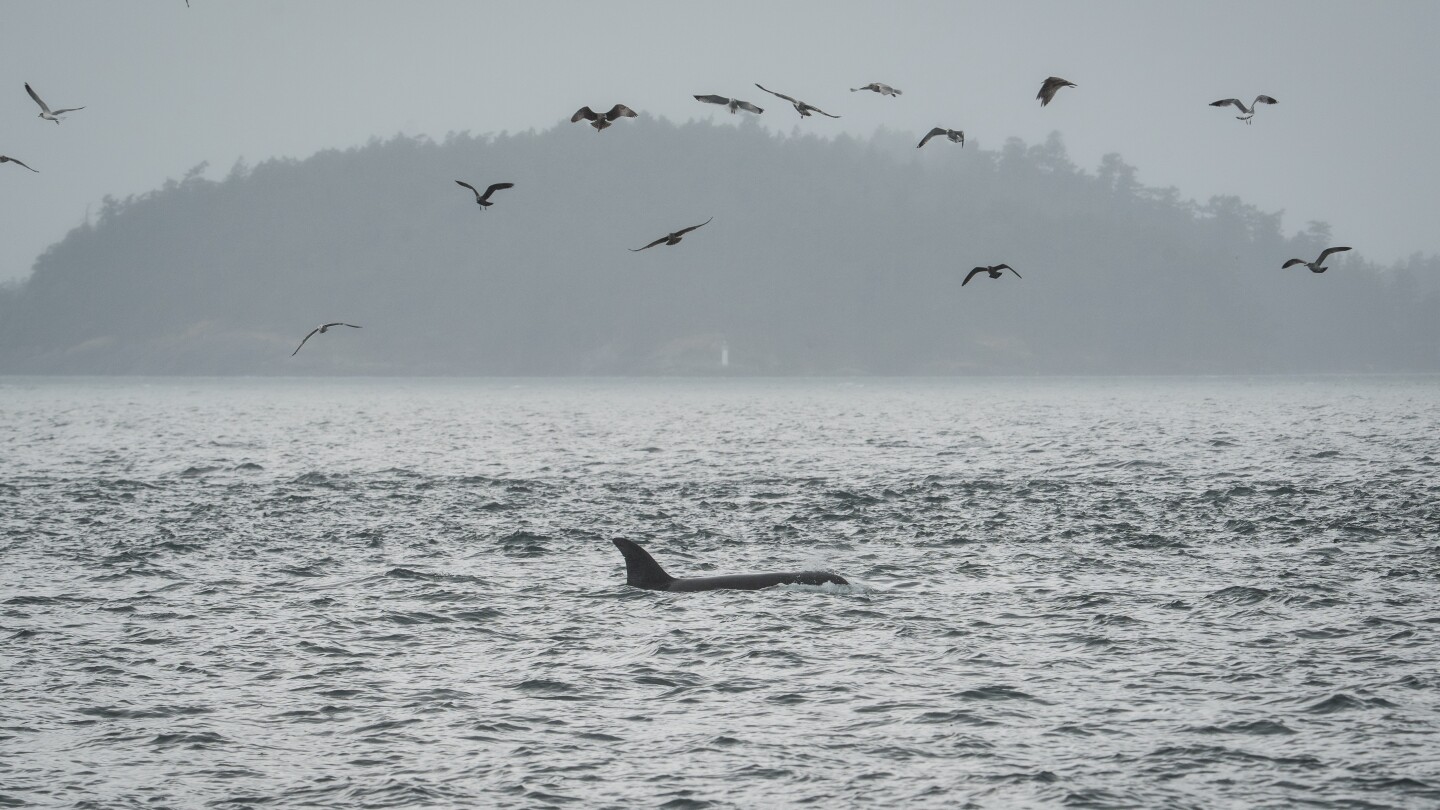 scientists-hope-underwater-fiber-optic-cables-can-help-save-endangered-orcas