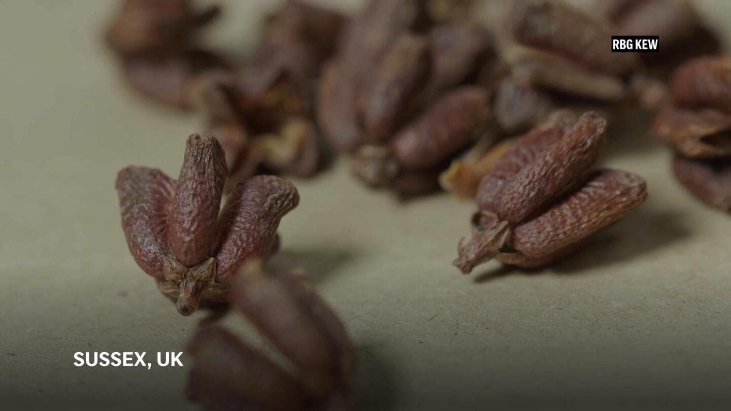 a-seed-bank-in-england-marks-25-years-of-preserving-the-world’s-plant-diversity