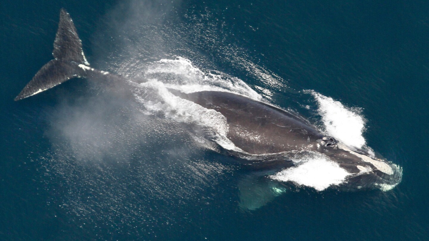 one-of-the-world’s-rarest-whales-that-makes-the-atlantic-its-home-grows-in-population