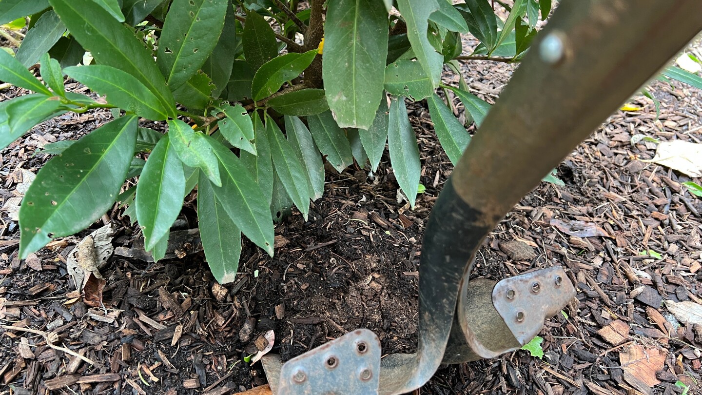 transplanting-shrubs:-timing-and-technique-for-a-thriving-garden