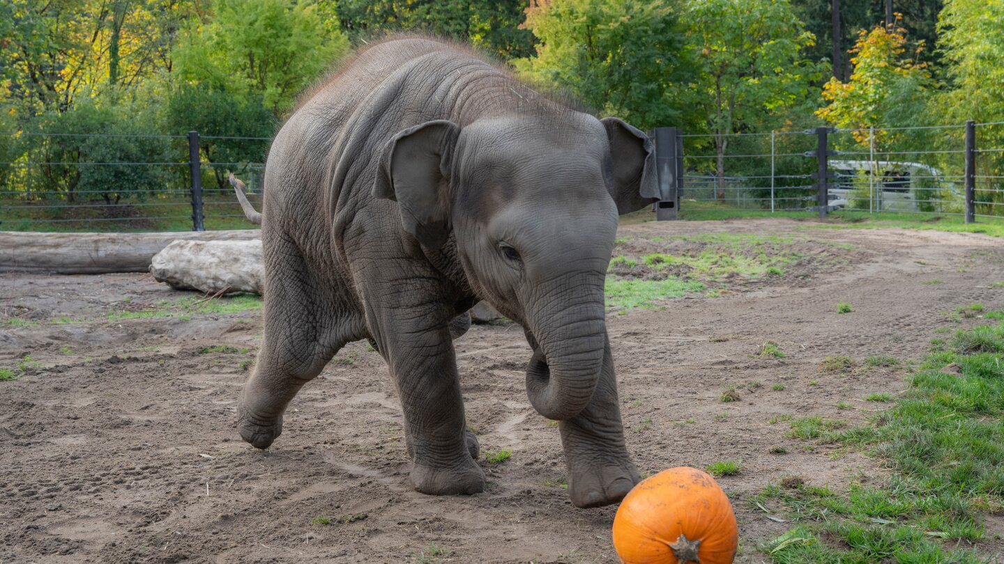 an-elephant-family-smashed-pumpkins-at-the-oregon-zoo.-but-this-baby-just-wanted-to-play-ball