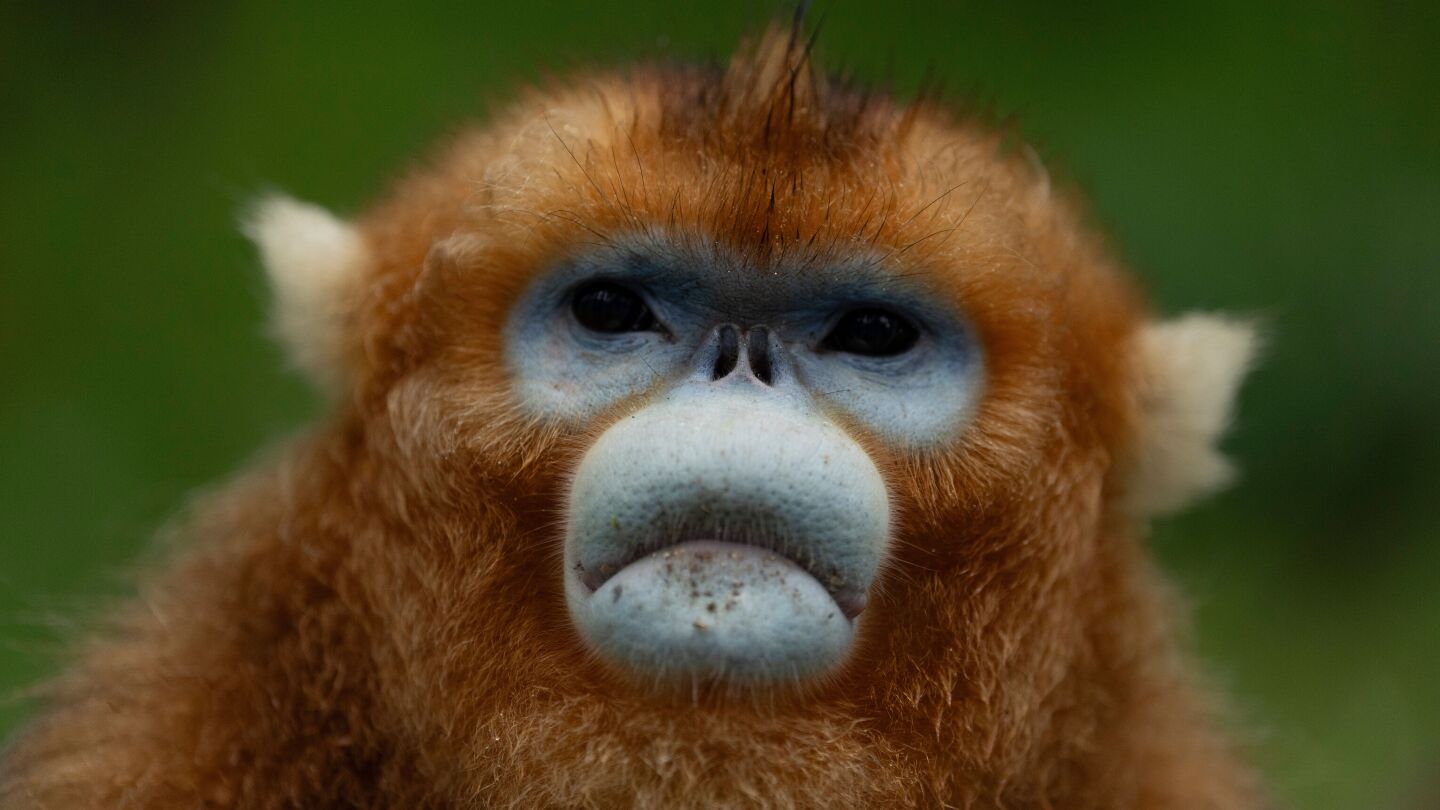 china’s-rare-golden-monkeys-debut-at-european-zoos,-a-possible-successor-to-‘panda-diplomacy’