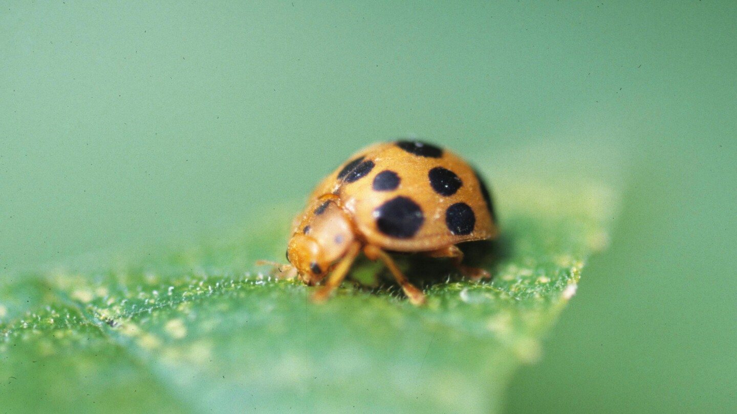 from-errant-birdseed-to-mint-mishaps,-gardening-can-be-as-scary-as-any-halloween-night