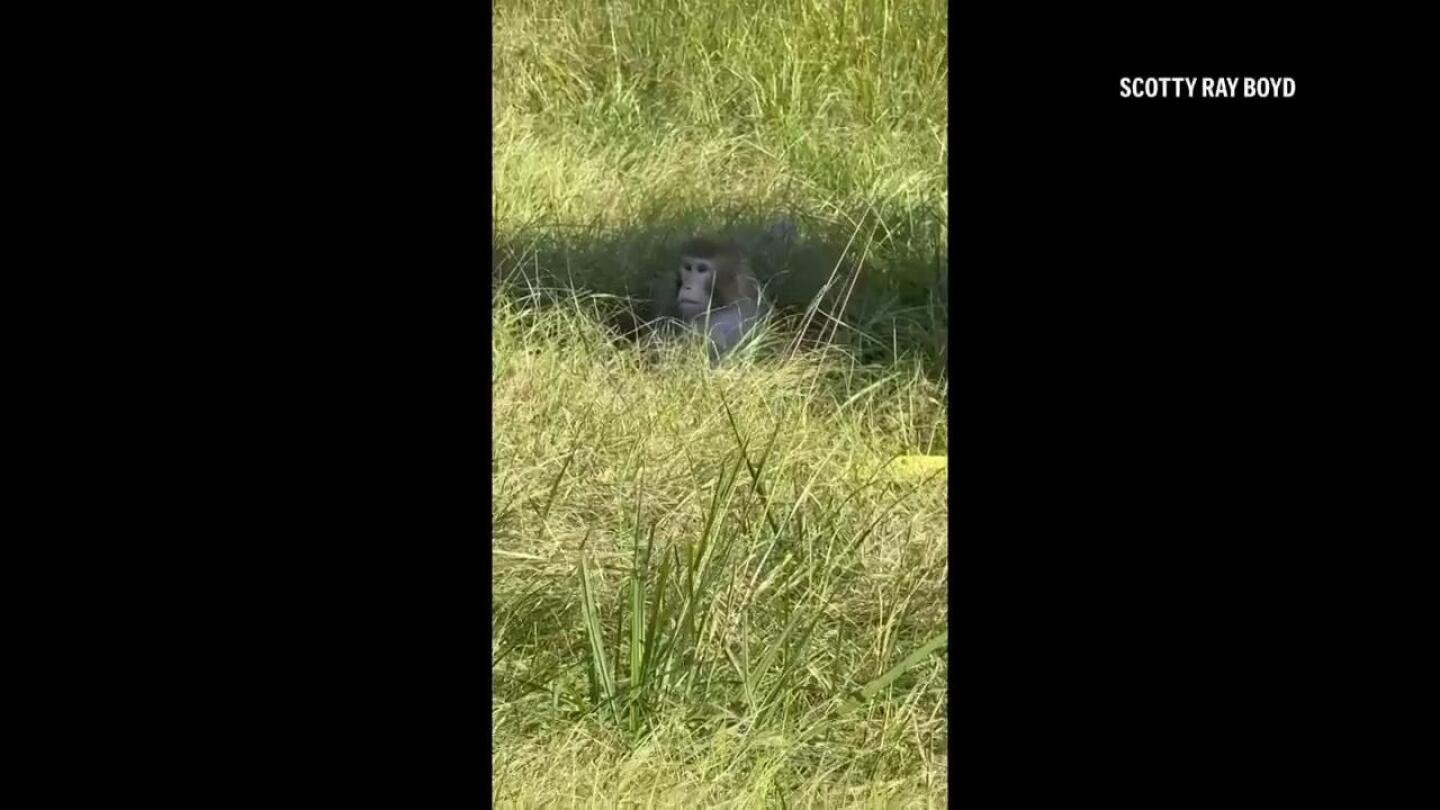 3-monkeys-still-on-the-loose-after-truck-overturns-on-mississippi-highway