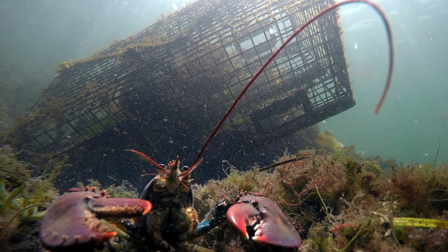 lobster-population-falls-off-new-england,-leading-regulators-to-declare-overfishing