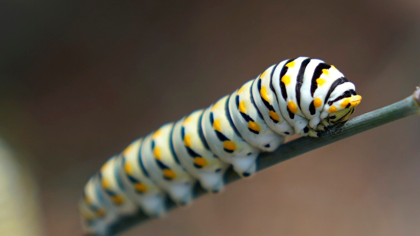 give-caterpillars-a-‘soft-landing’-under-your-trees.-the-ecosystem-will-thank-you