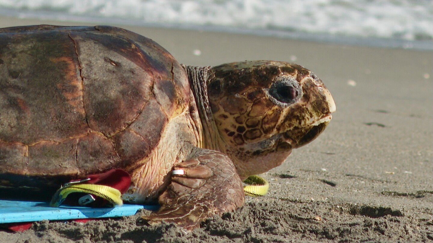 endangered-loggerhead-sea-turtle-released-to-atlantic-ocean-from-florida-beach