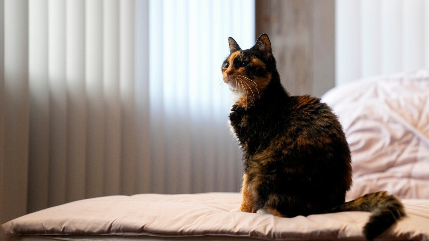 pets-contribute-to-greenhouse-gases-like-us.-here’s-how-to-reduce-their-carbon-pawprint