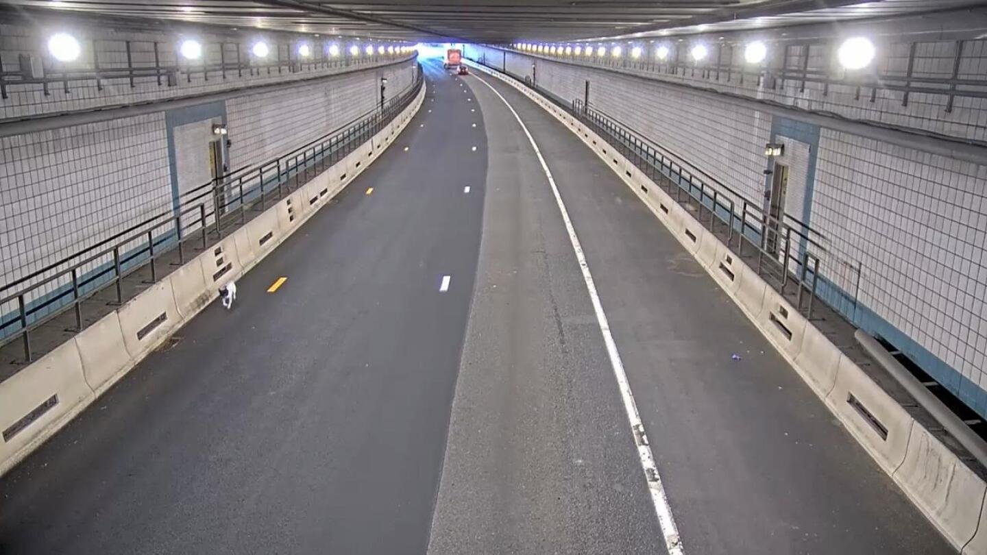 wrong-way-rover:-dog-is-rescued-from-a-busy-boston-tunnel-during-rush-hour