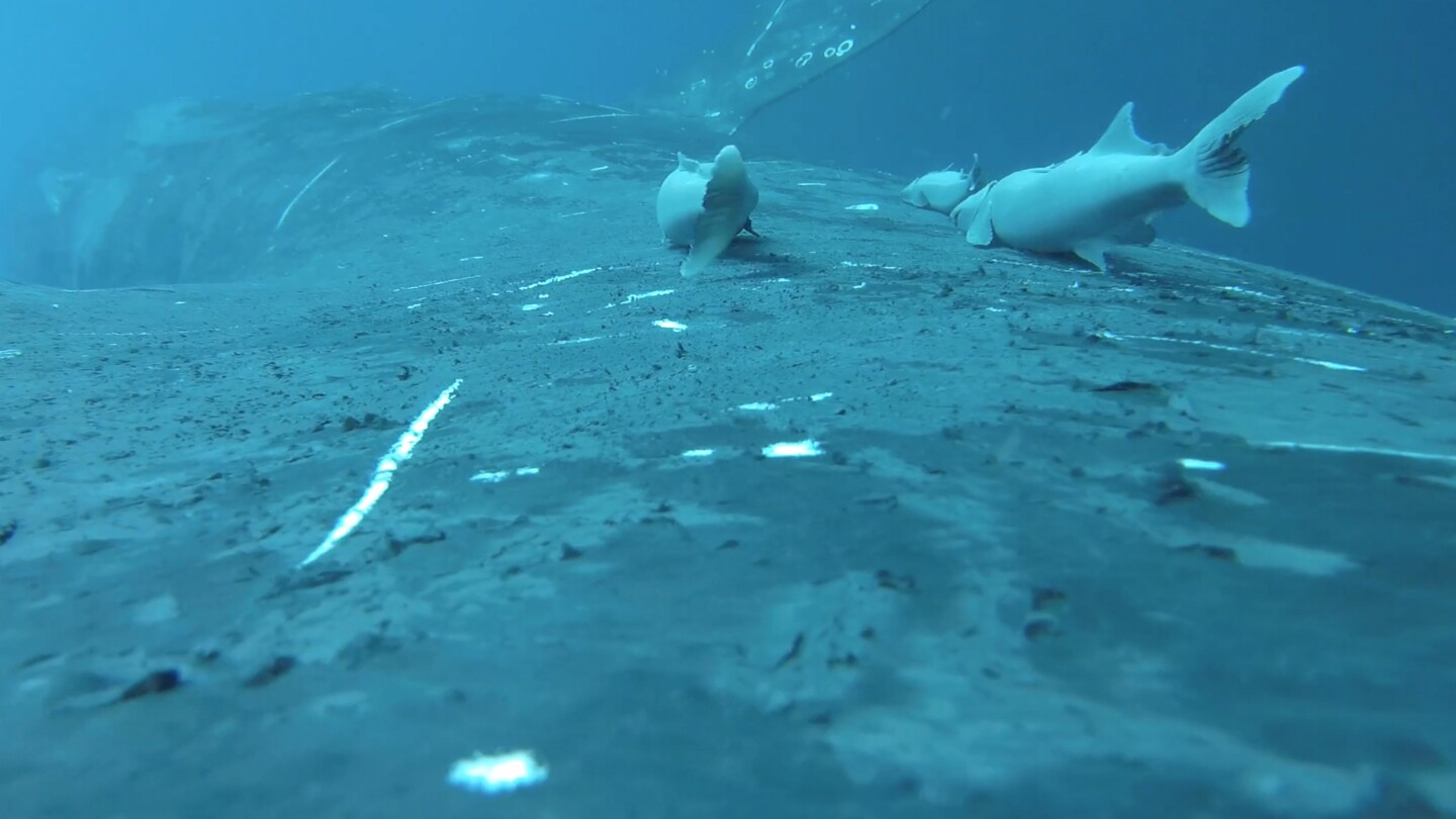 rare-footage-shows-sucker-fish-as-they-whale-surf-in-the-ocean’s-wildest-joyride