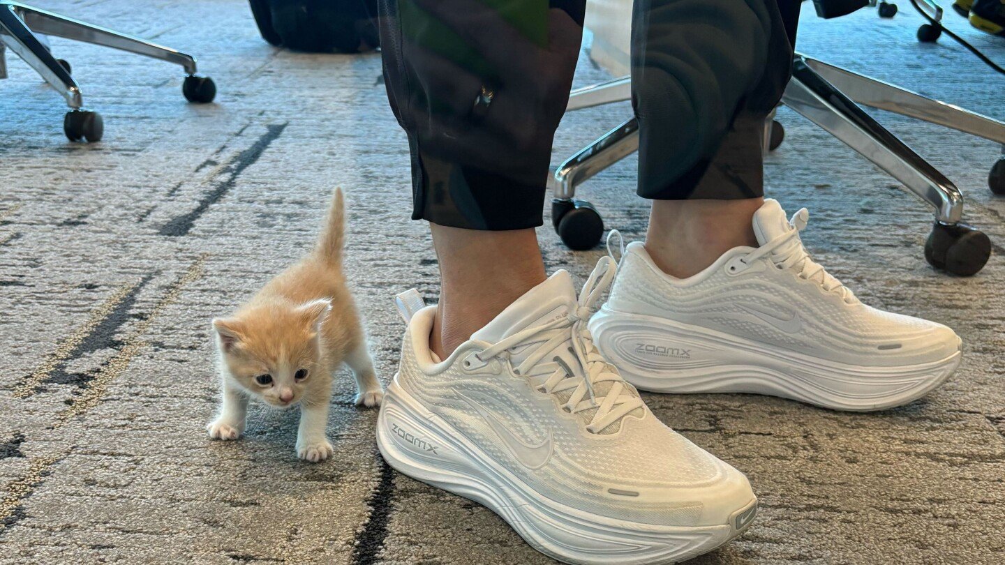 a-mysterious-meow-from-her-car-introduces-baylor-coach-nicki-collen-to-a-new-family-member