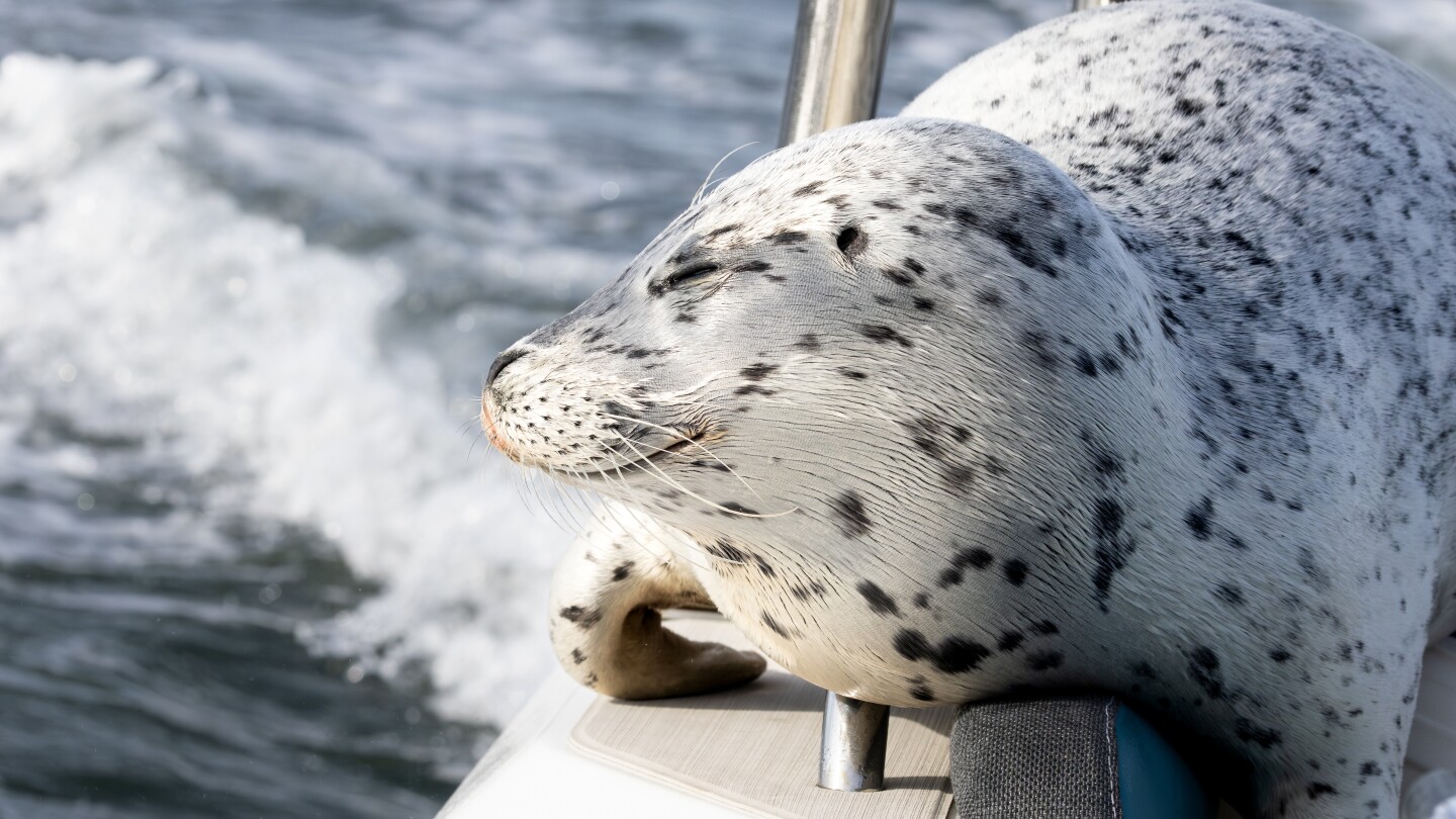 seal-escapes-orca-hunt-by-jumping-onto-photographer’s-boat