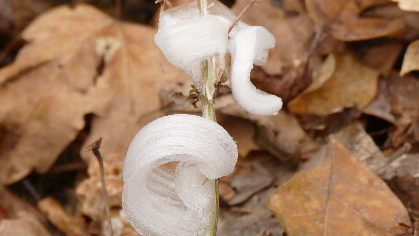 first-major-cold-spell-brings-magical-icy-blooms-known-as-frost-flowers
