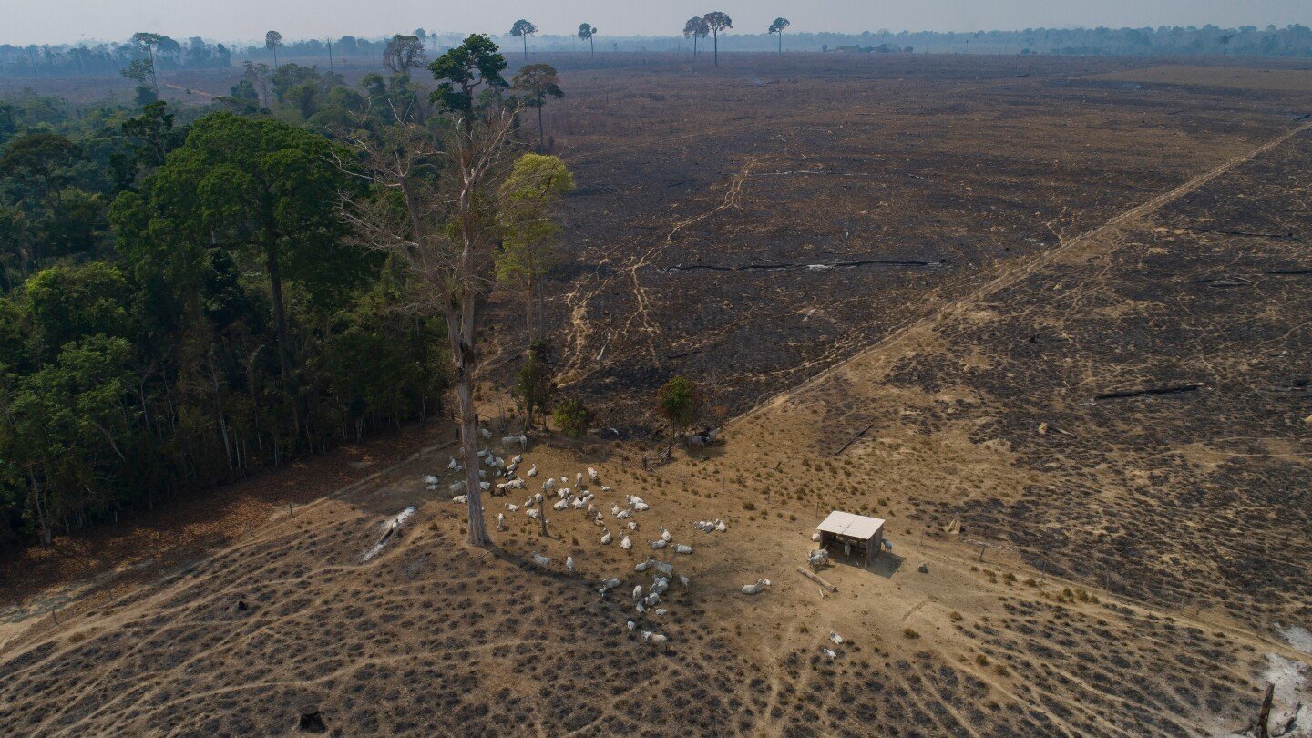 in-this-brazilian-state,-a-new-push-to-track-cattle-is-key-to-slowing-deforestation