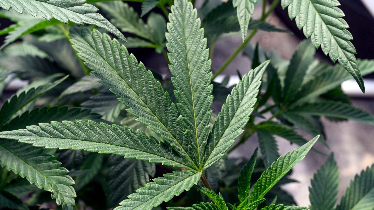 it’s-possible-to-get-addicted-to-pot.-here’s-what-to-know