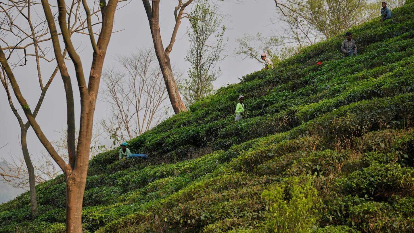 tea-tariffs-once-sparked-a-revolution.-now-they-are-creating-angst