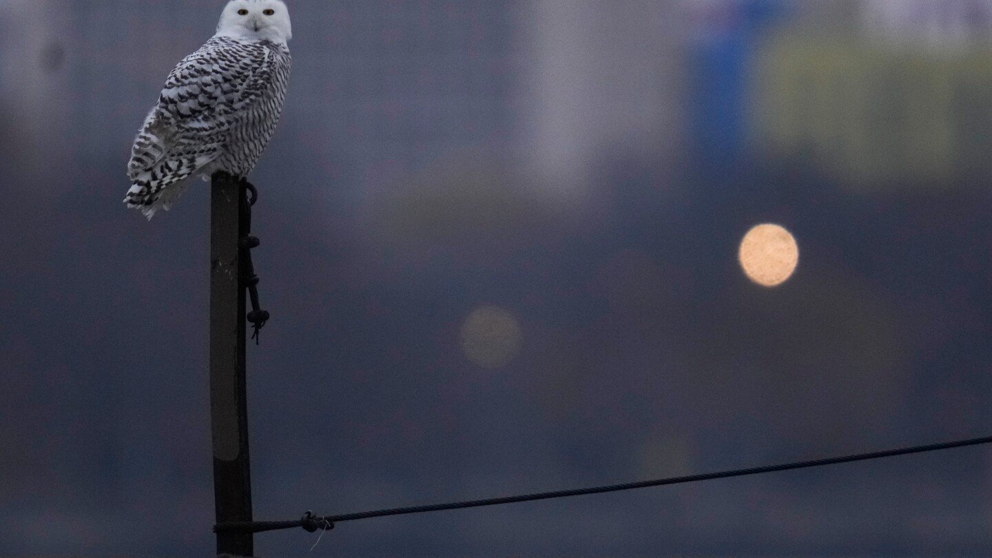 a-pair-of-snowy-owls-spotted-along-lake-michigan-beach-draws-crowds-in-chicago