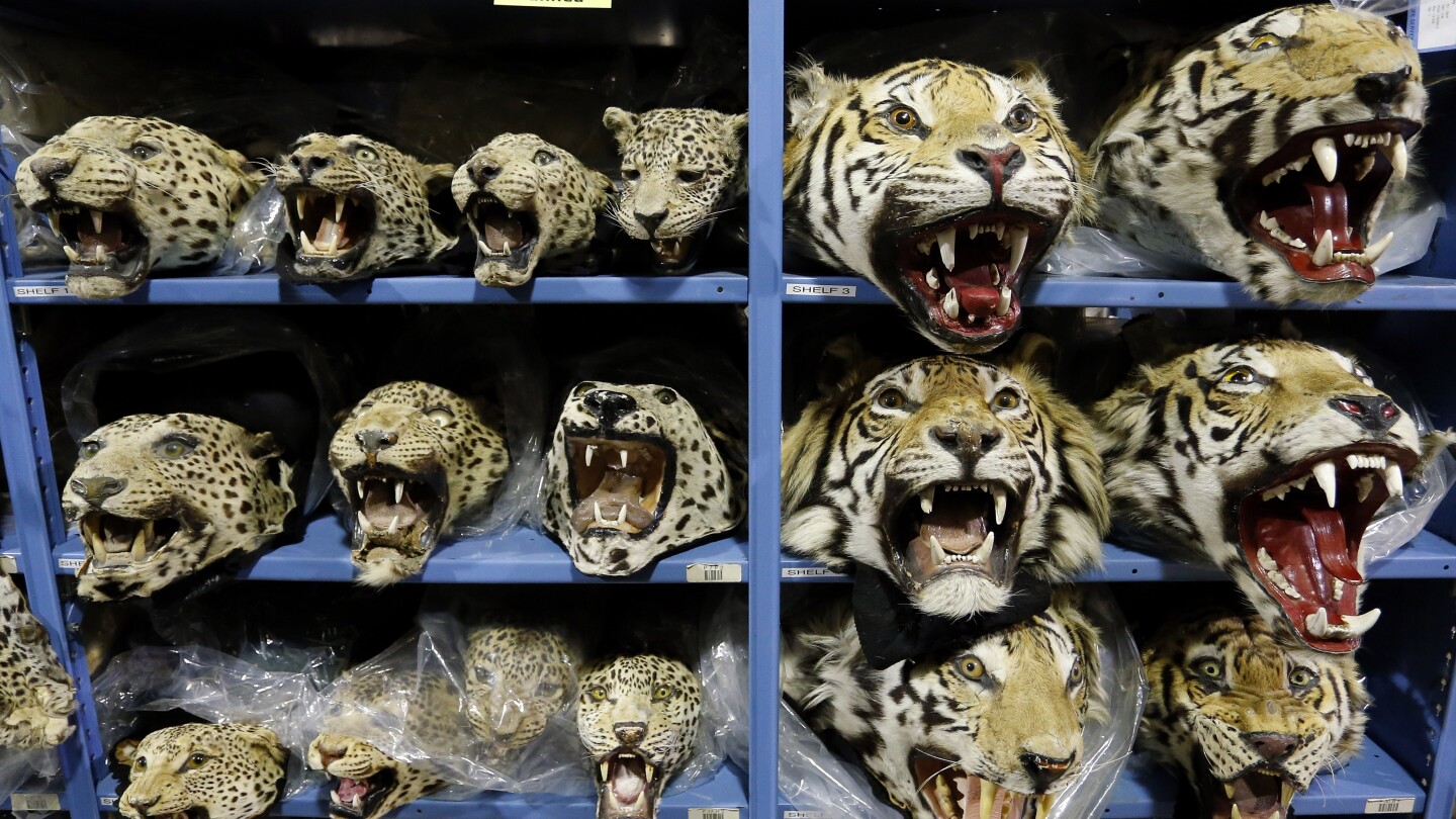 global-tiger-trafficking-crisis-worsens-with-nine-big-cats-seized-monthly