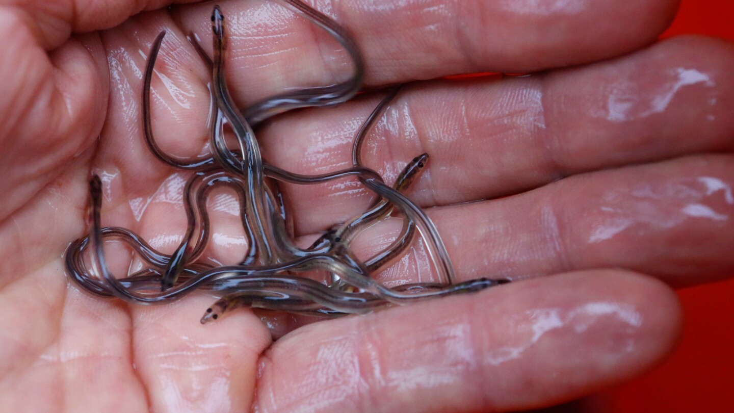 eel-populations-are-falling,-and-new-protections-were-defeated.-japan-and-the-us-opposed-them