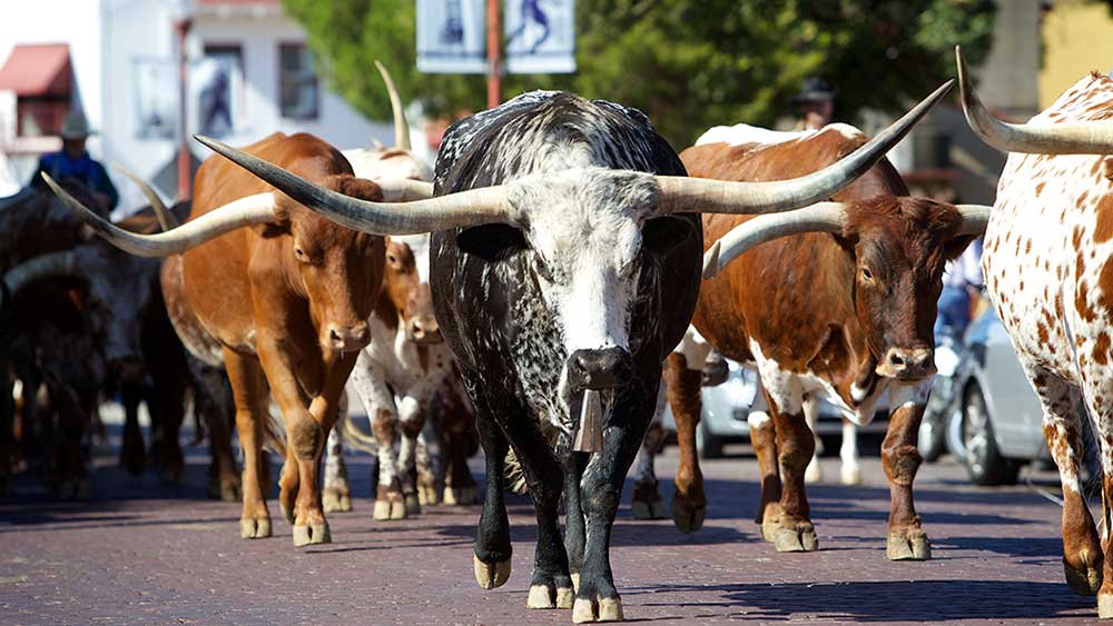 bulls-rule-again;-nvidia-partner-leads-stocks-in-buy-zones