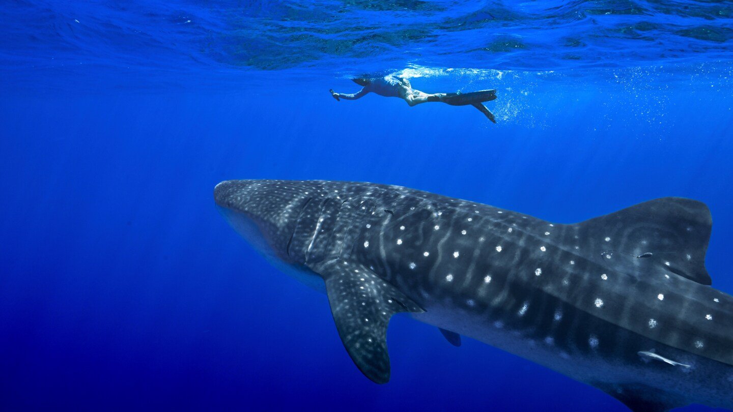 governments-endorse-greater-protections-for-sharks-amid-concerns-about-overfishing