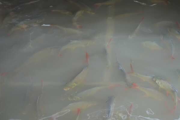 Fish swim in the aisles at at the Pa Jit restaurant due to flooding from the Tha Chin River  in Thailand's Nakhon Pathom Province west of Bangkok, Thailand, Friday, Nov. 14, 2025, (AP Photo/Sakchai Lalit)
