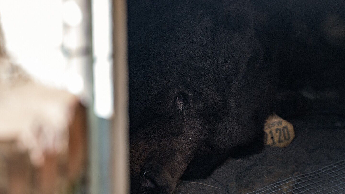 southern-california-man-gets-an-unwanted-housemate:-a-black-bear-in-his-crawl-space