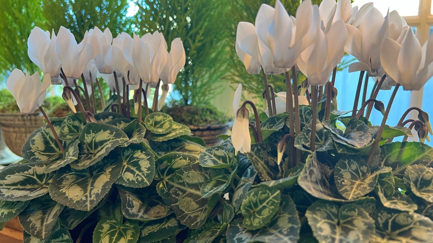 this-underappreciated-holiday-flower-has-upside-down-blooms