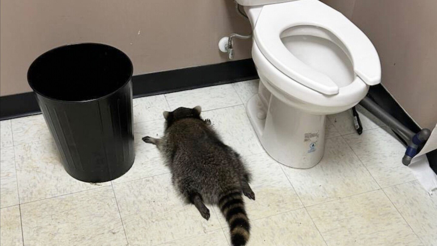raccoon-goes-on-drunken-rampage-in-virginia-liquor-store-and-passes-out-on-bathroom-floor
