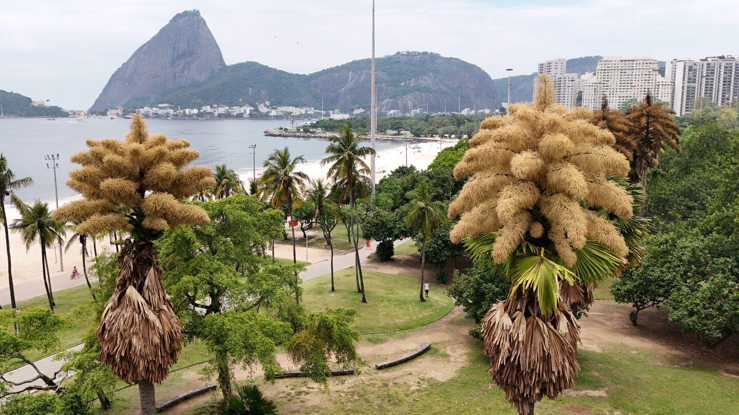 decades-old-palm-trees-in-rio-de-janeiro-flower-for-the-first-—-and-only