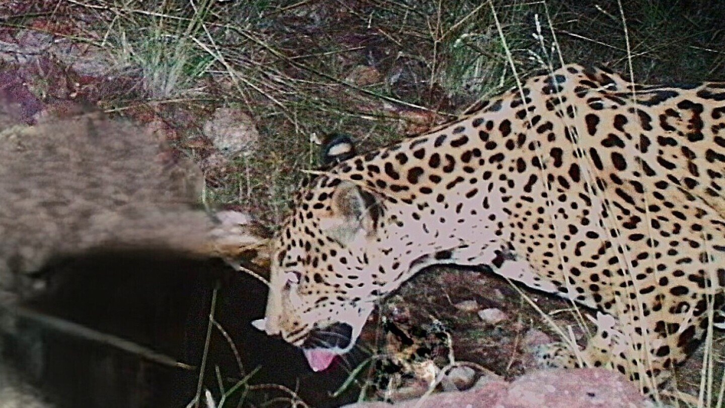 a-new-jaguar-spotted-in-arizona-points-to-progress-in-the-endangered-species’-recovery