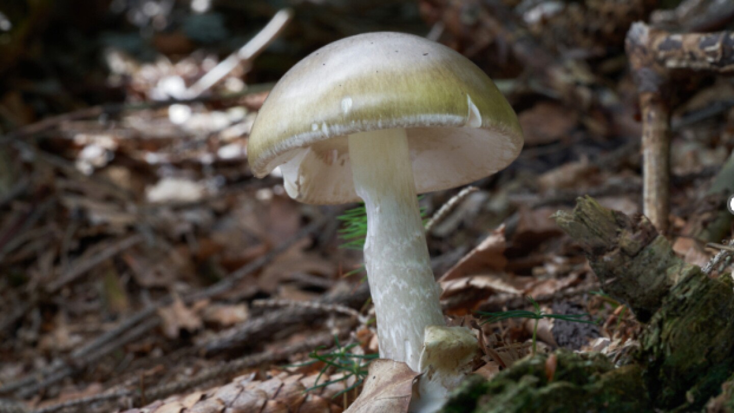california-officials-warn-against-foraging-wild-mushrooms-after-deadly-poisoning-outbreak