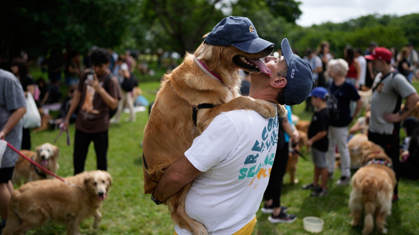 a-symphony-of-woofs:-this-is-what-happens-when-2,397-golden-retrievers-gather-in-an-argentina-park