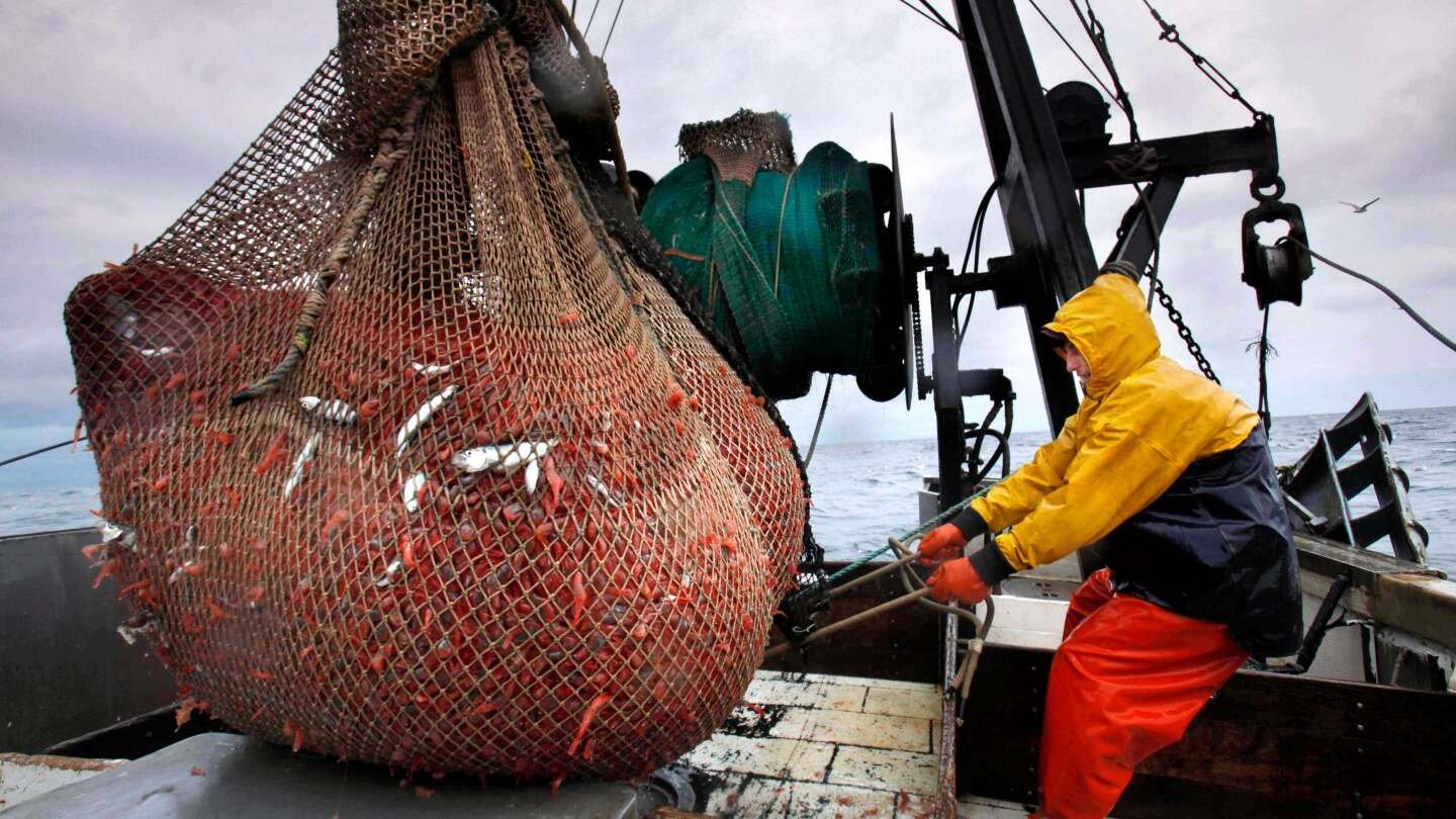new-england’s-shrimp-fishery-to-shut-down-for-the-long-haul-after-years-of-decline