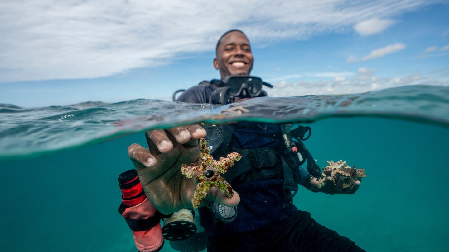 as-reefs-vanish,-assisted-coral-fertilization-offers-hope-in-the-dominican-republic