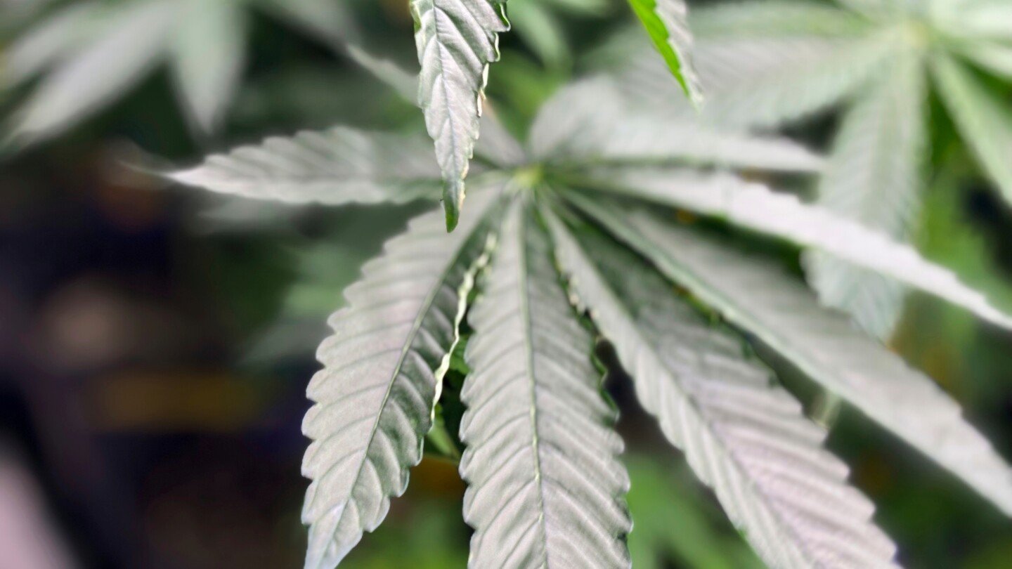 trump-firma-orden-ejecutiva-que-podria-reclasificar-la-marihuana-como-una-droga-menos-peligrosa