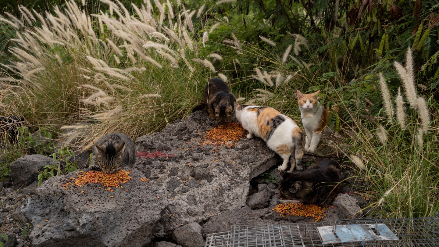 hawaii’s-big-island-bans-feeding-feral-cats-in-an-effort-to-help-endangered-native-species