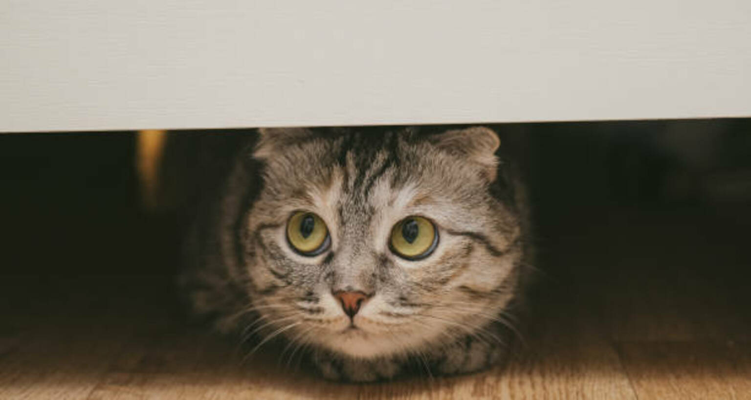 British cat under the bed. Cat is hiding and playing. Banner.