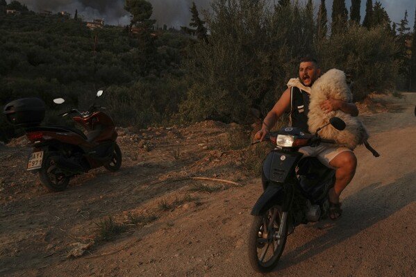 A man carries a sheep on a motorcycle during a wildfire in Patras, Greece, on Aug. 13, 2025. (AP Photo/Thanassis Stavrakis)