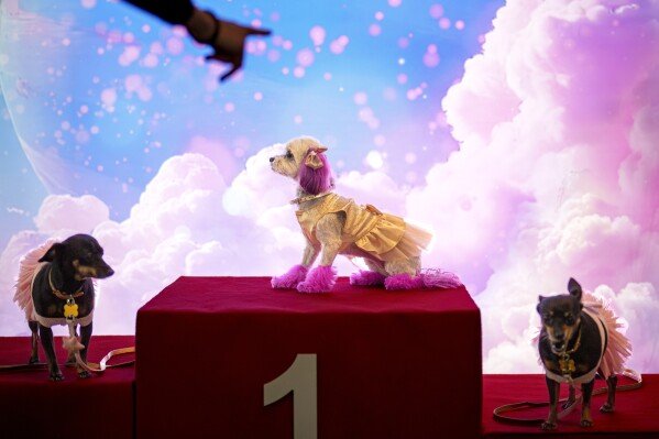 Dogs stand on the winner's podium at the PetExpo in Bucharest, Romania, March 22, 2025. (AP Photo/Andreea Alexandru)