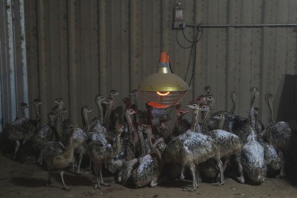 Baby ostriches huddle near a heat lamp after being moved into a barn following recent flooding at a farm in Bend, Texas, on July 9, 2025. (AP Photo/Joshua A. Bickel)