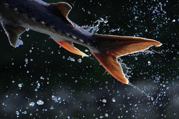 The powerful tail of a sturgeon propels the fish airborne, on July 23, 2025, in Augusta, Maine. (AP Photo/Robert F. Bukaty)