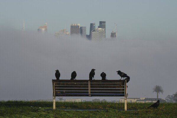 Birds perch on a park bench as a dense fog envelopes the Sydney skyline causing major commuter delays, on Aug. 5, 2025. (AP Photo/Mark Baker)